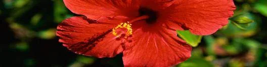 jaggery flower