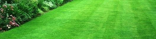 grass